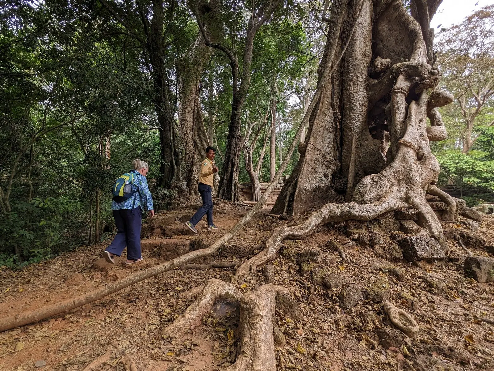 Travellers walking past huge tree roots on the forest path at Ta Prohm